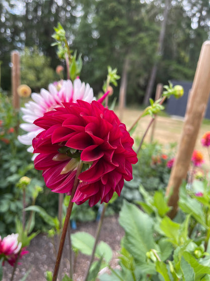 Dahlia Tuber:‎ River's Cherry Bomb