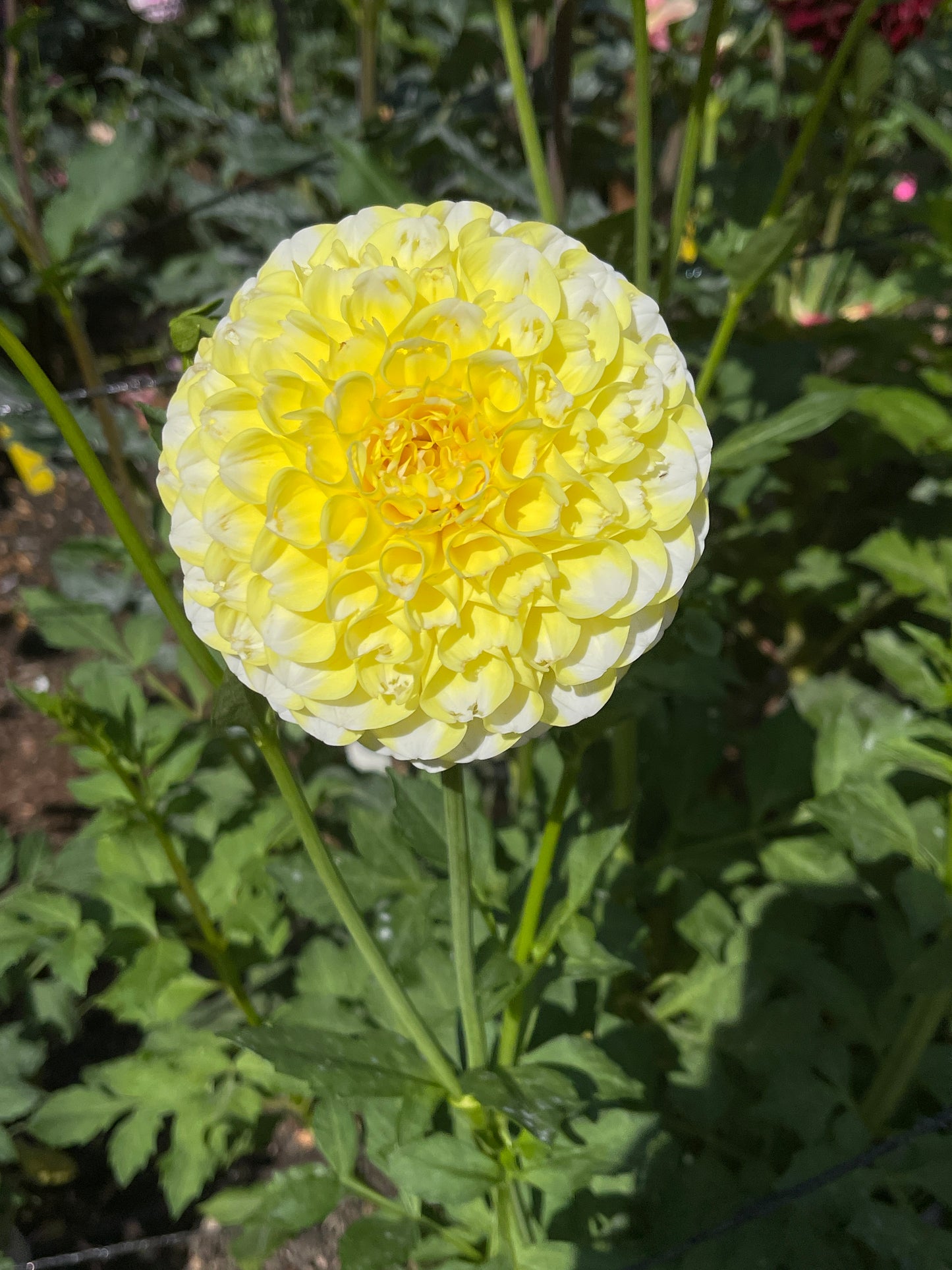 Dahlia Tuber:‎ River's Yellow Snow