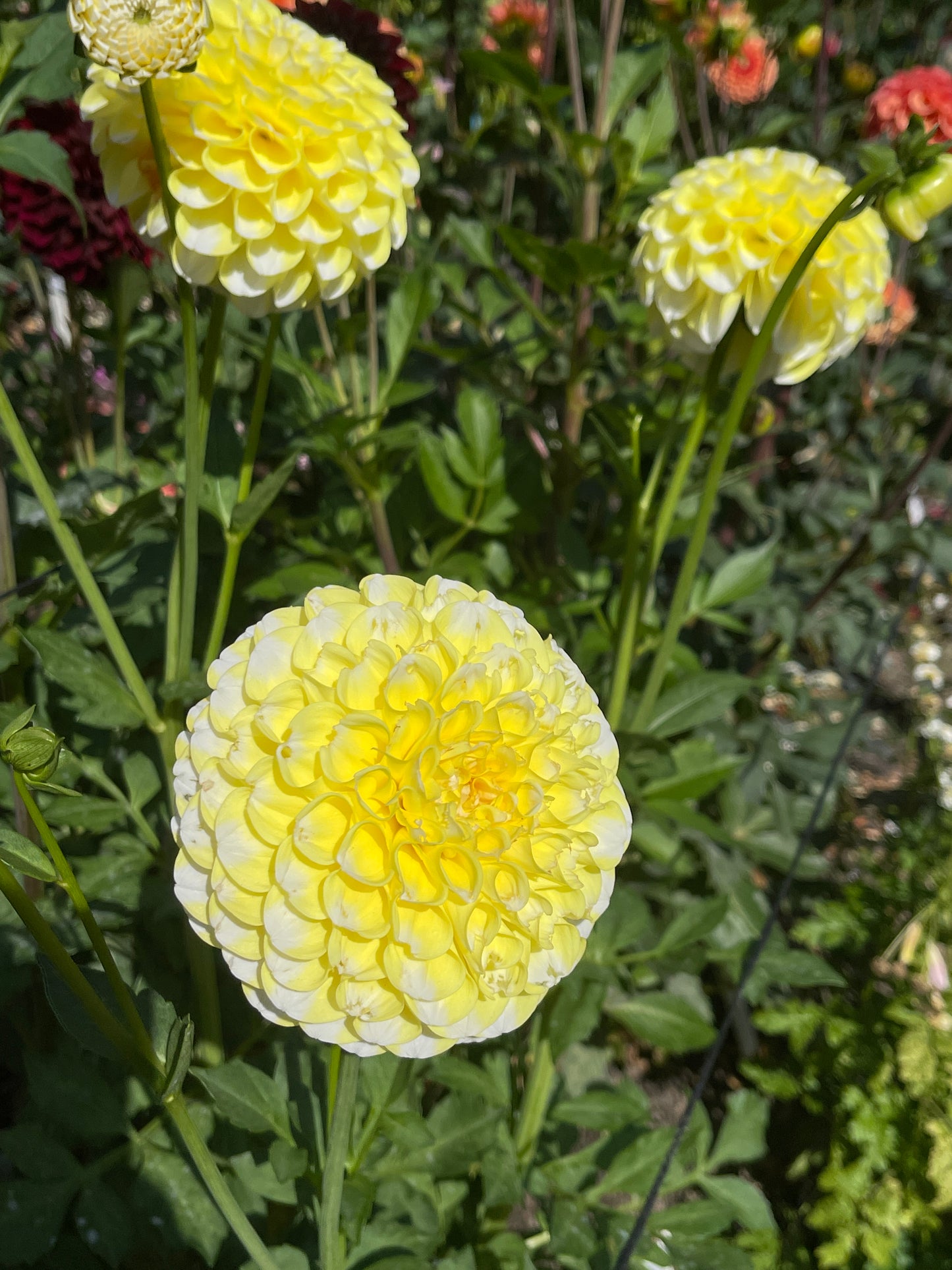 Dahlia Tuber:‎ River's Yellow Snow