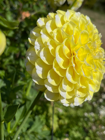 Dahlia Tuber:‎ River's Yellow Snow