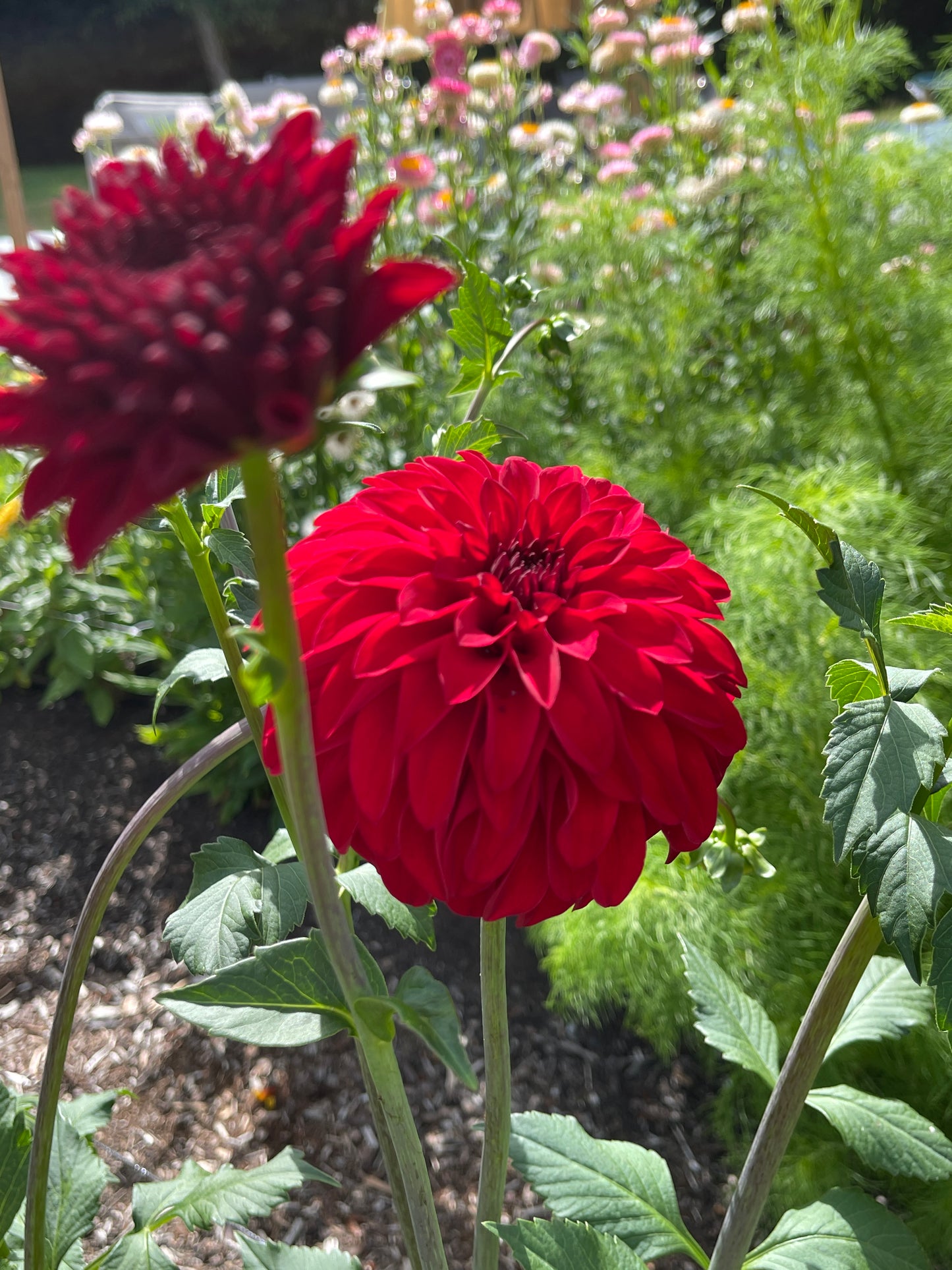 Dahlia Tuber:‎ River's Cherry Bomb