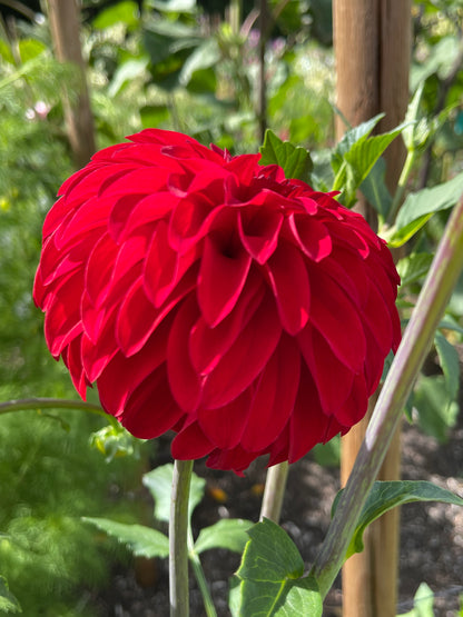 Dahlia Tuber:‎ River's Cherry Bomb