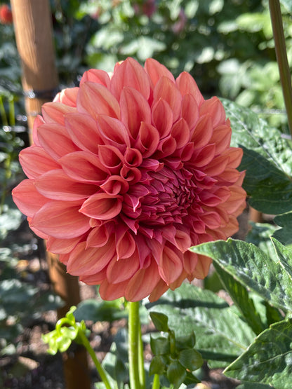 Dahlia Tuber:‎ Robann Butterscotch