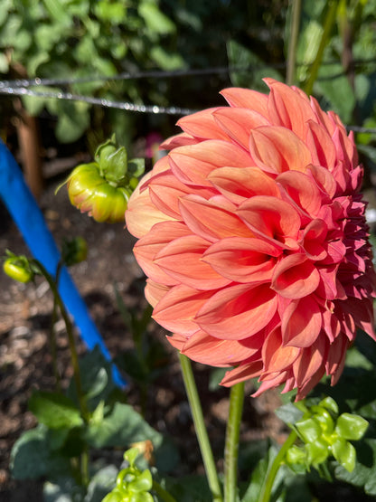 Dahlia Tuber:‎ Robann Butterscotch