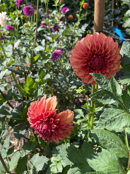 Dahlia Tuber:‎ Robann Butterscotch