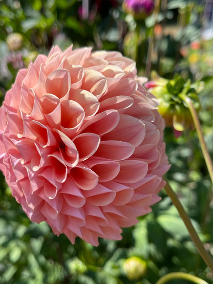 Dahlia Tuber:‎ Rock Run Ashley