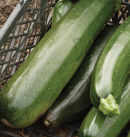 PREORDER:‎ Veg Plant:‎ Zucchini seedlings