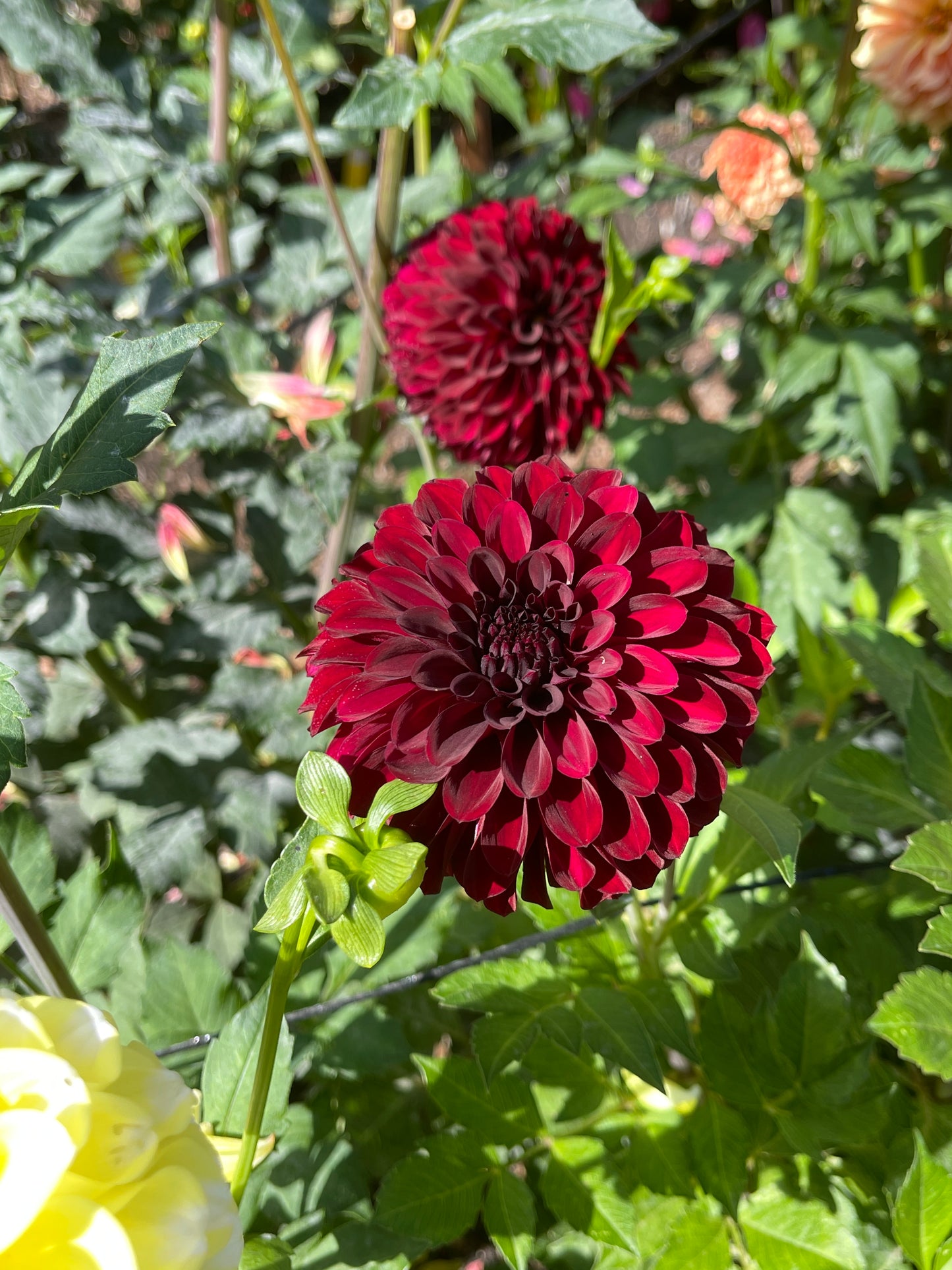 Dahlia Tuber:‎ Shadow Cat