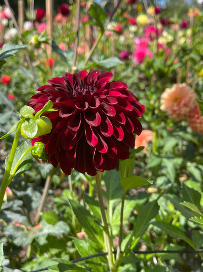 Dahlia Tuber:‎ Shadow Cat