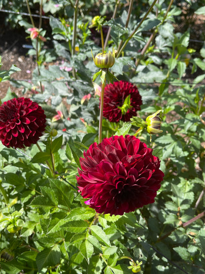 Dahlia Tuber:‎ Shadow Cat