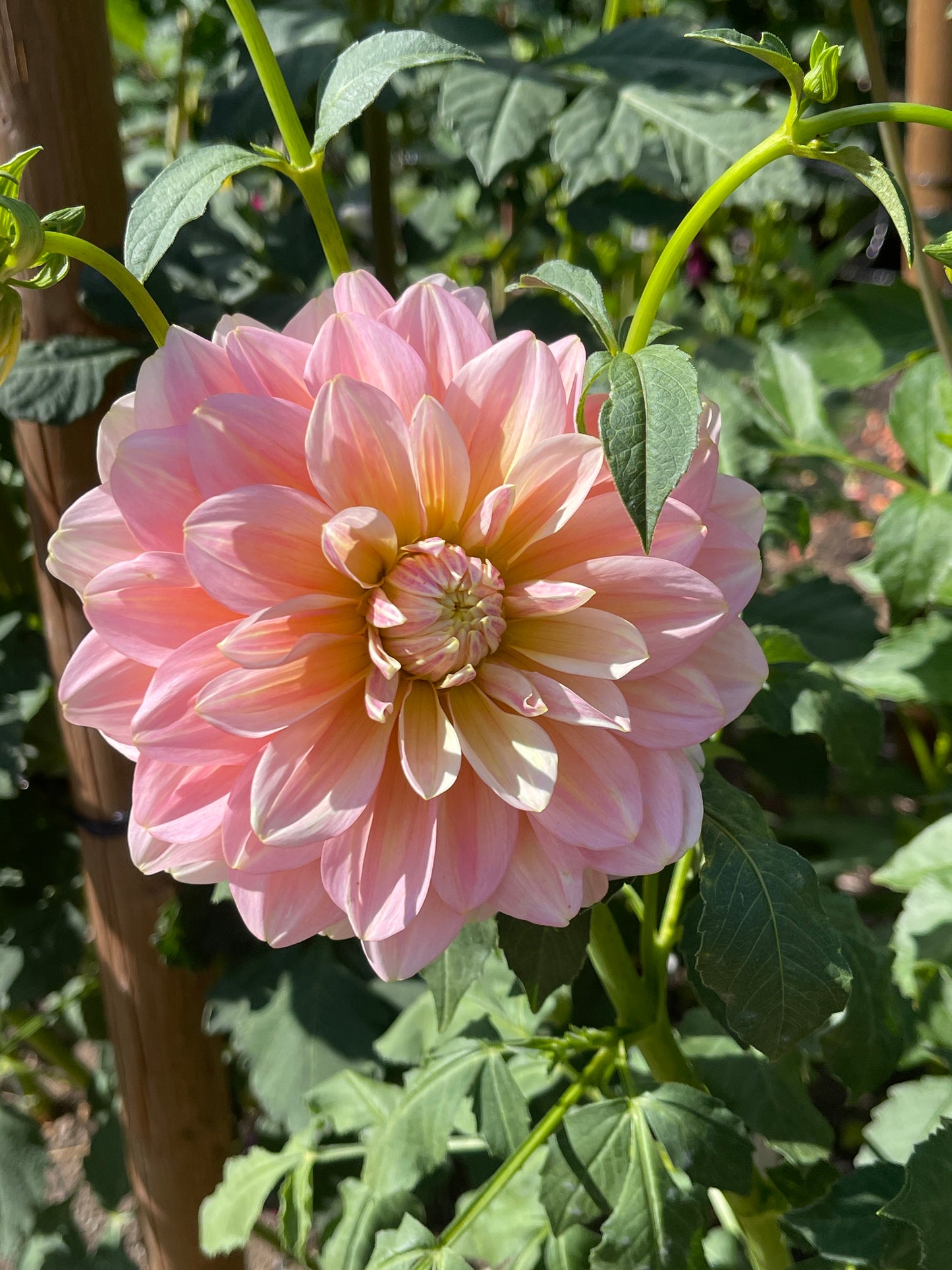 Dahlia Tuber:‎ Sheer Heaven