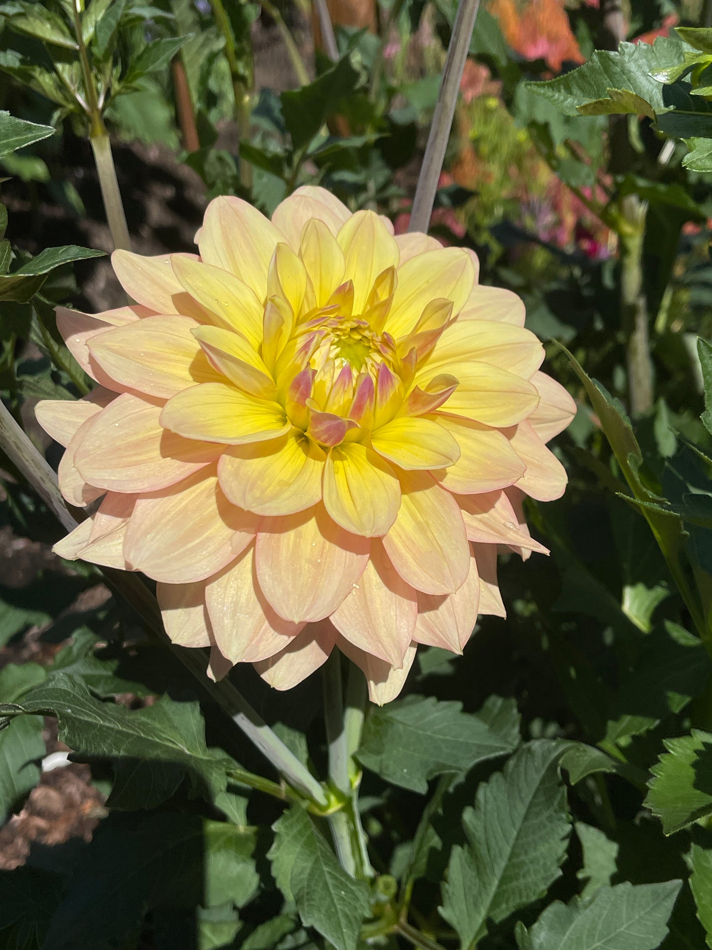 Dahlia Tuber:‎ Sheer Heaven