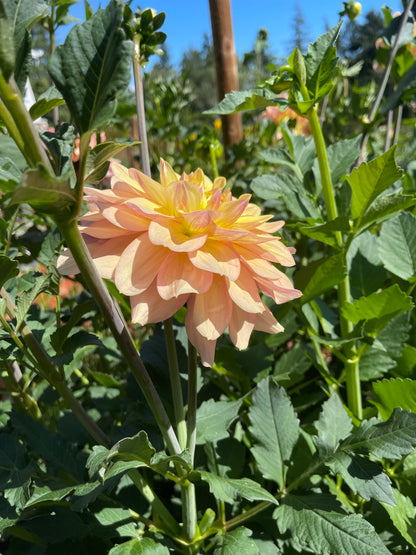 Dahlia Tuber:‎ Sheer Heaven