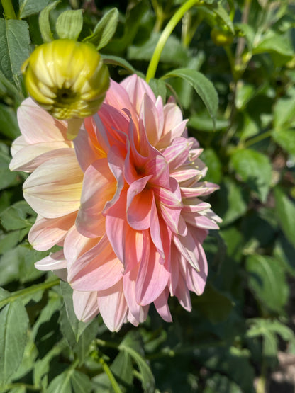 Dahlia Tuber:‎ Sheer Heaven