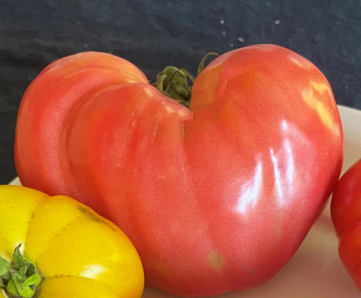 PREORDER:‎‎ Veg Plant:‎‎ Tomato - Tried & True collection