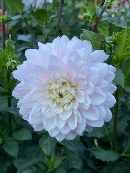 Dahlia Tuber:‎ Silver Years