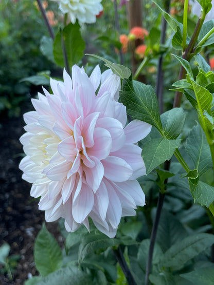 Dahlia Tuber:‎ Silver Years