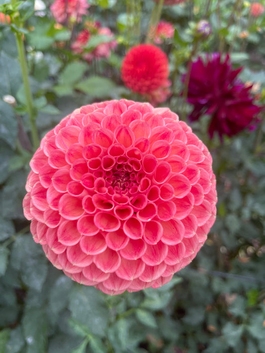 Dahlia Tuber:‎ Snoho Doris