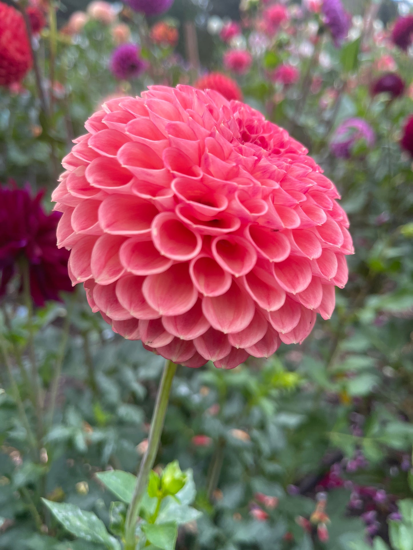 Dahlia Tuber:‎ Snoho Doris