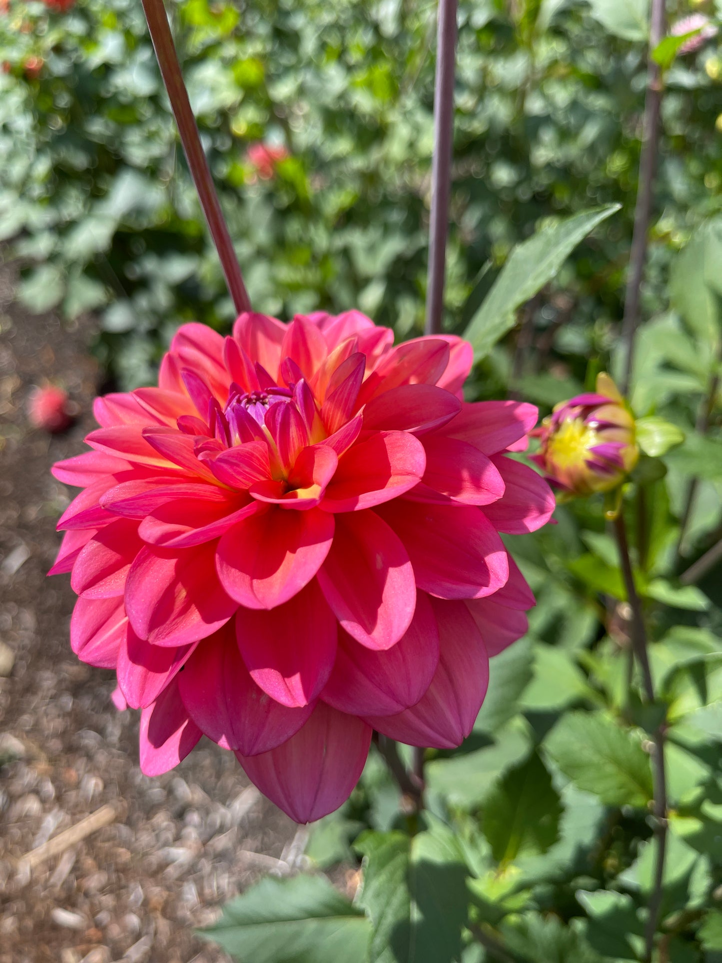 Dahlia Tuber:‎ Southern Belle