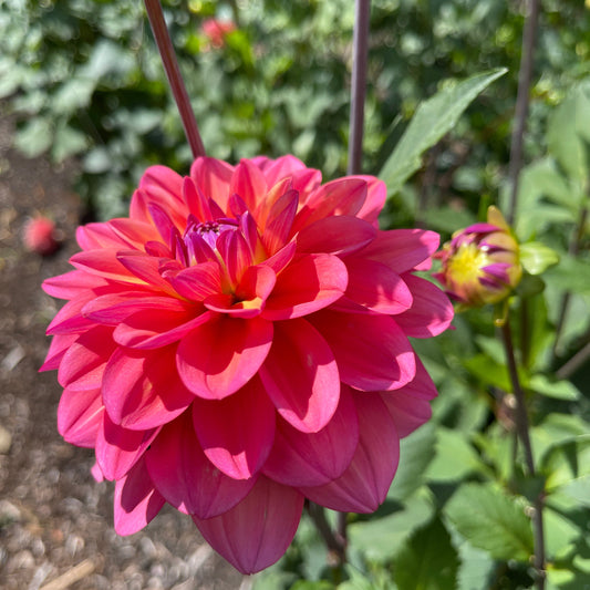 Dahlia Tuber:‎ Southern Belle