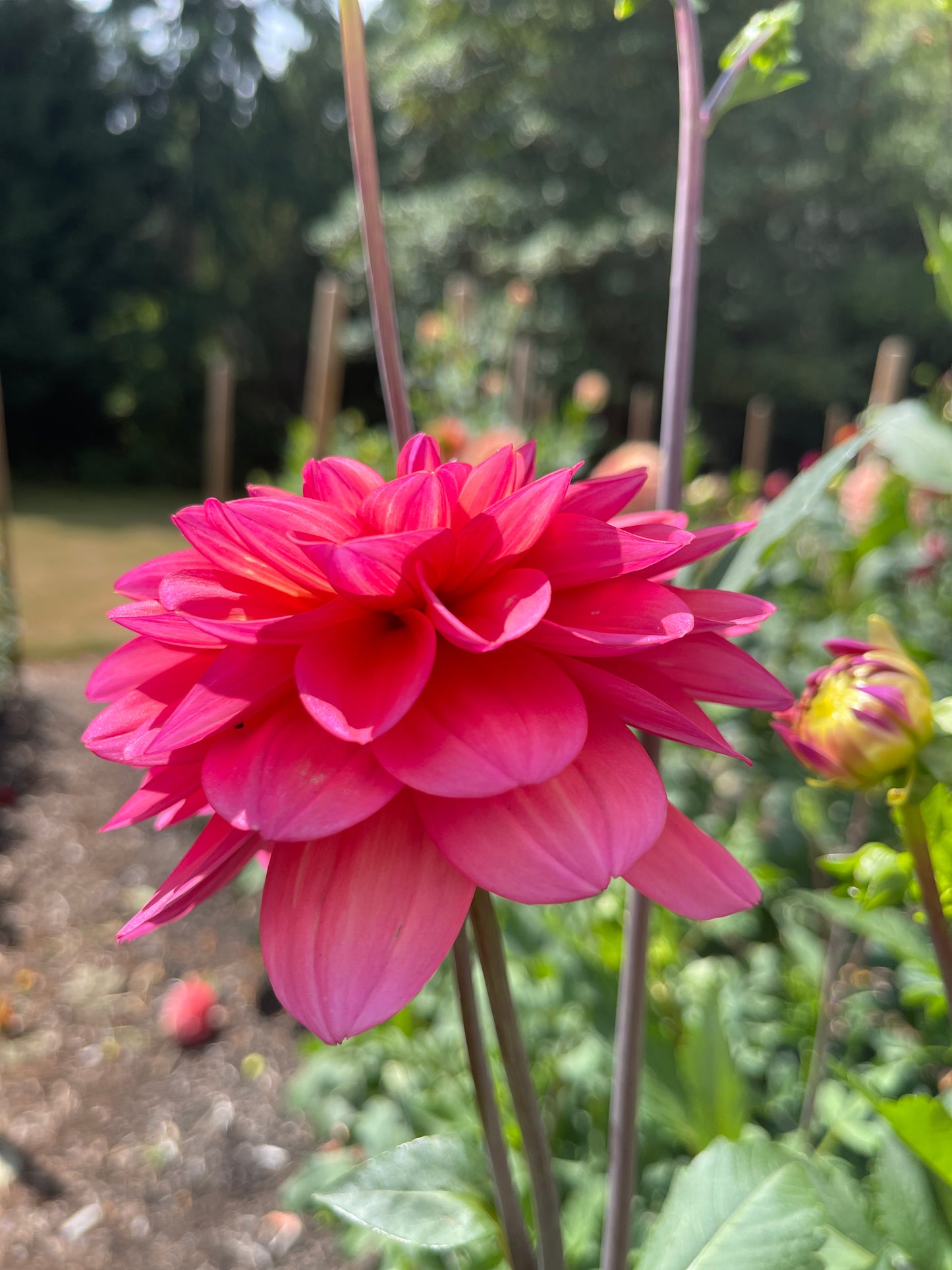 Dahlia Tuber:‎ Southern Belle