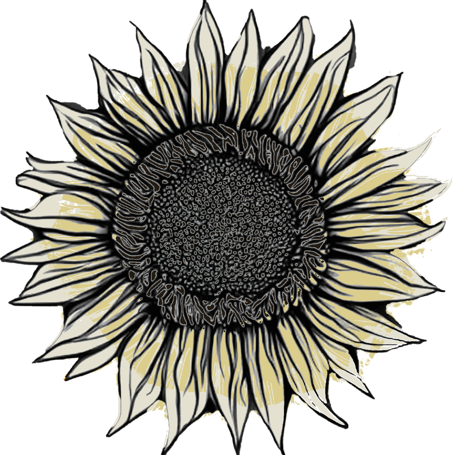 Seeds:‎ Sunflower - ProCut® White Nite (F1)