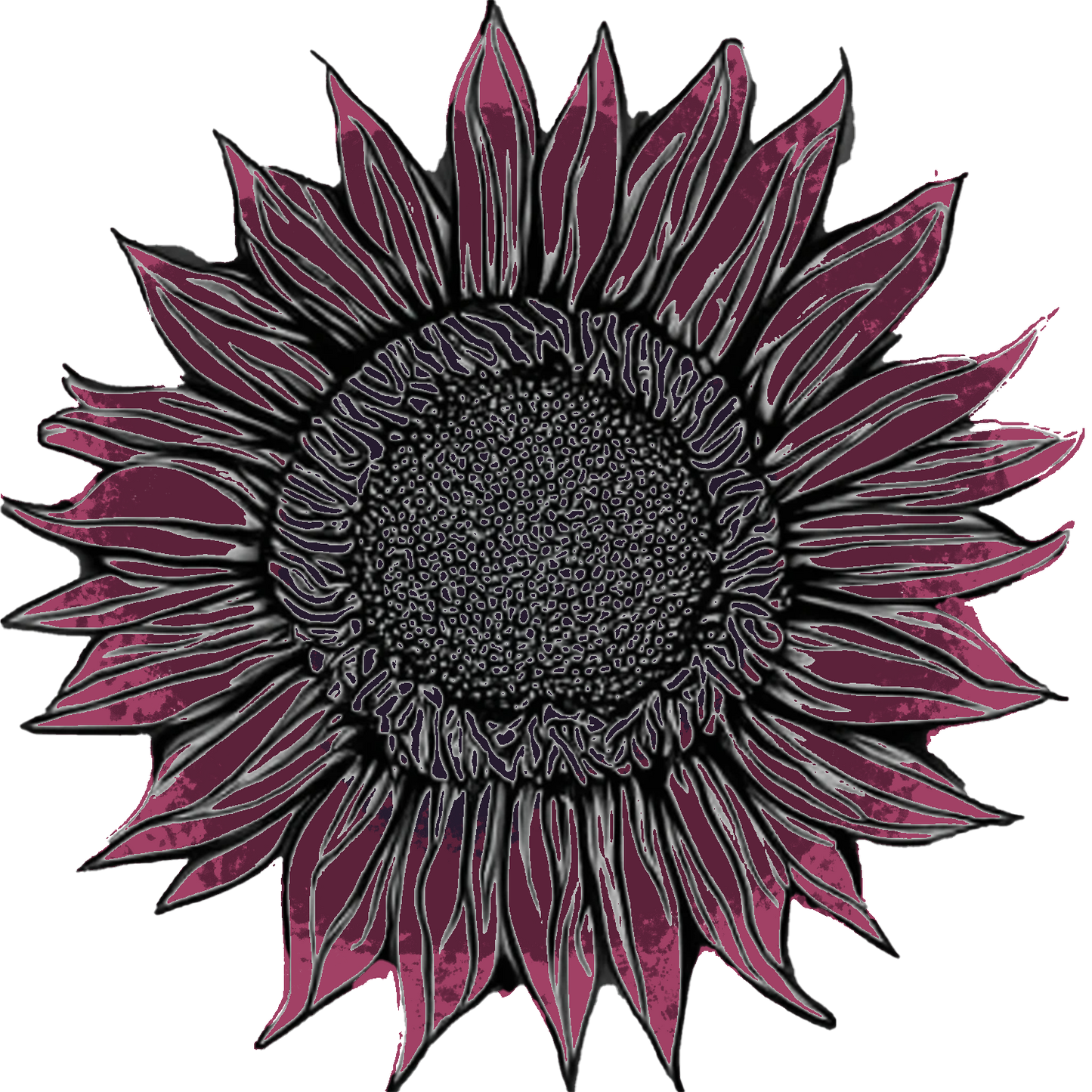 Seeds:‎ Sunflower - ProCut® Red (F1)