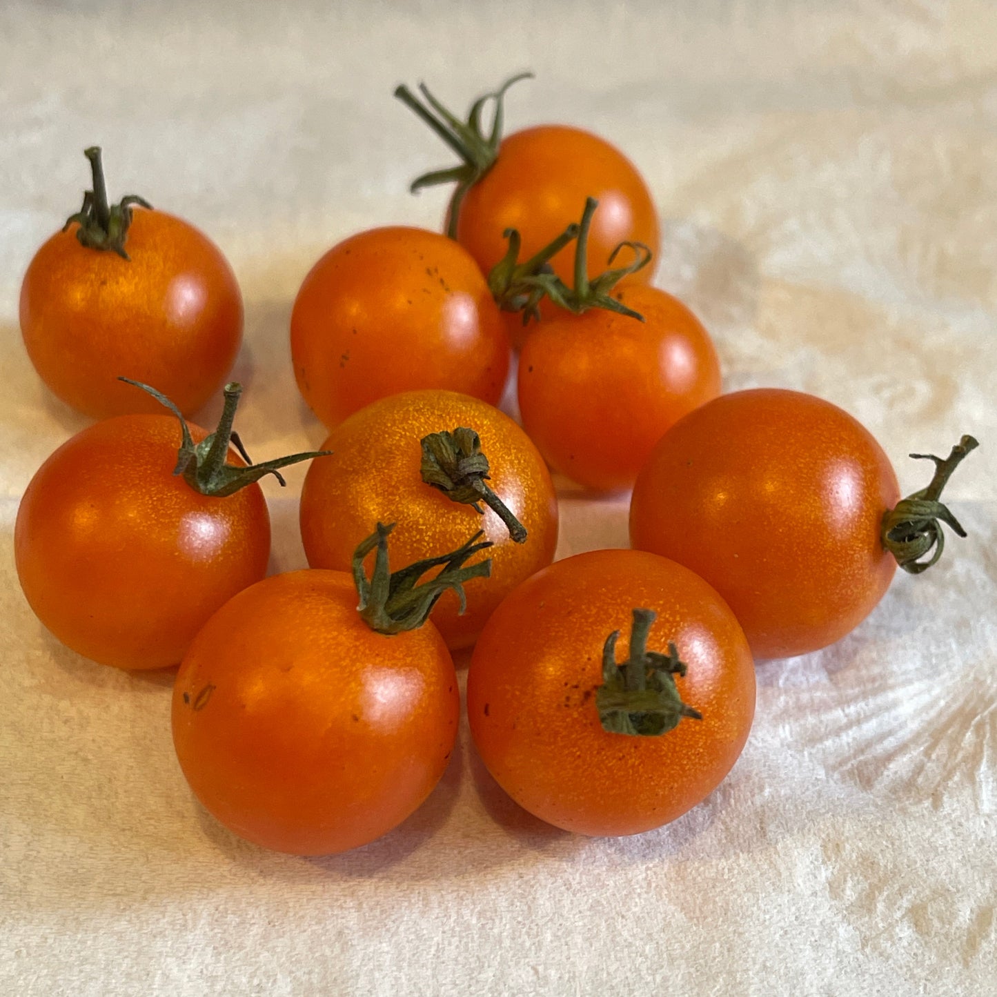 PREORDER:‎‎‎ Veg Plant:‎‎‎ Tomato - Cherry collection