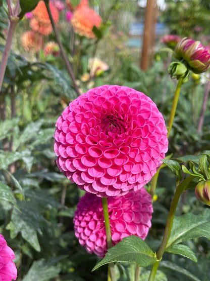 Dahlia Tuber:‎ Tahoma April