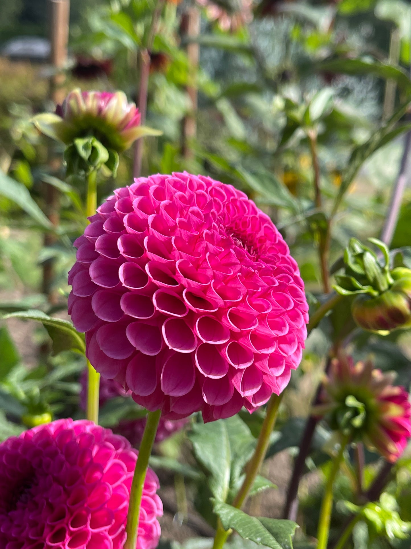 Dahlia Tuber:‎ Tahoma April