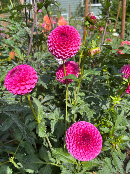 Dahlia Tuber:‎ Tahoma April