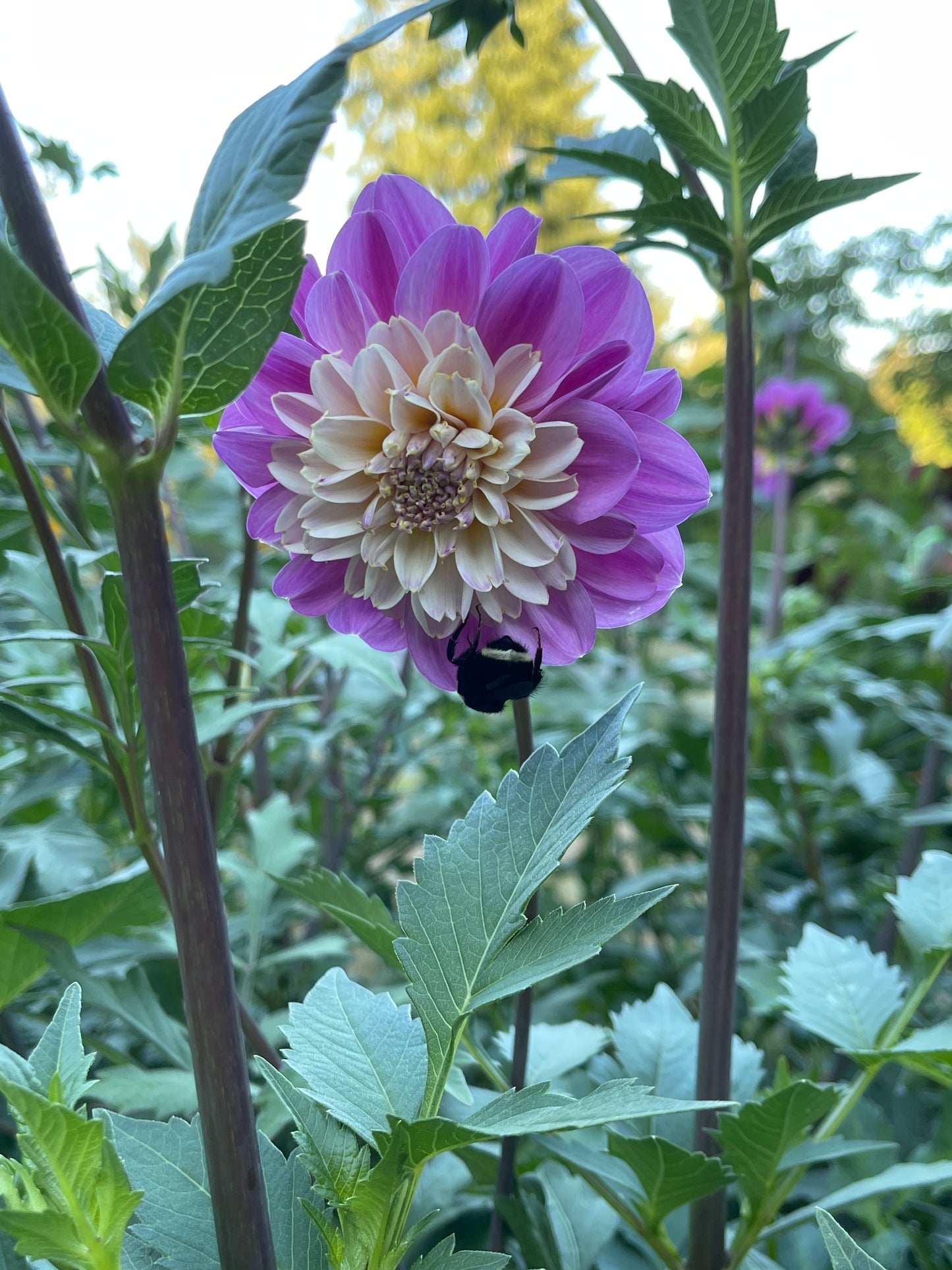 Dahlia Tuber:‎ Take Off