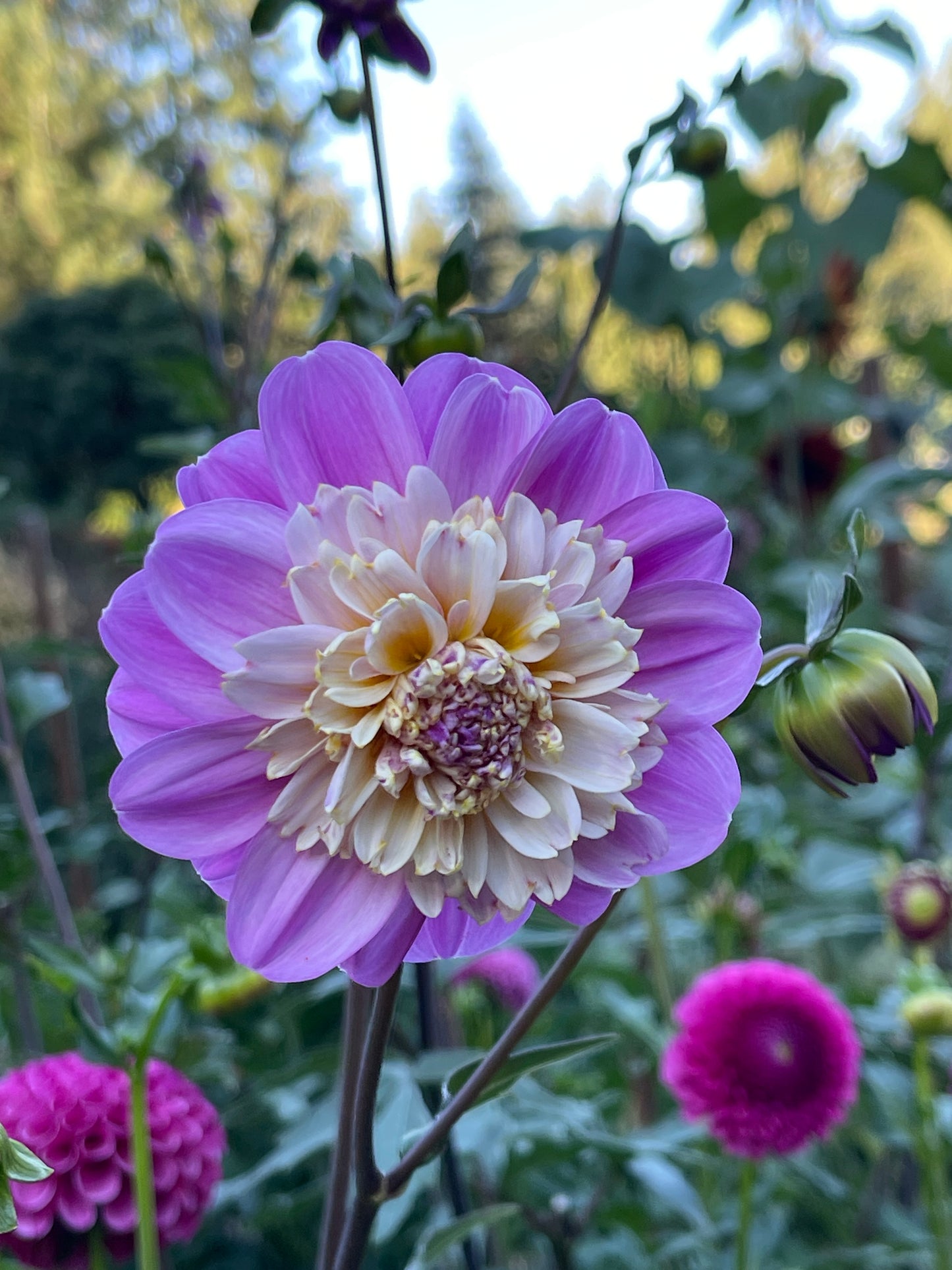 Dahlia Tuber:‎ Take Off