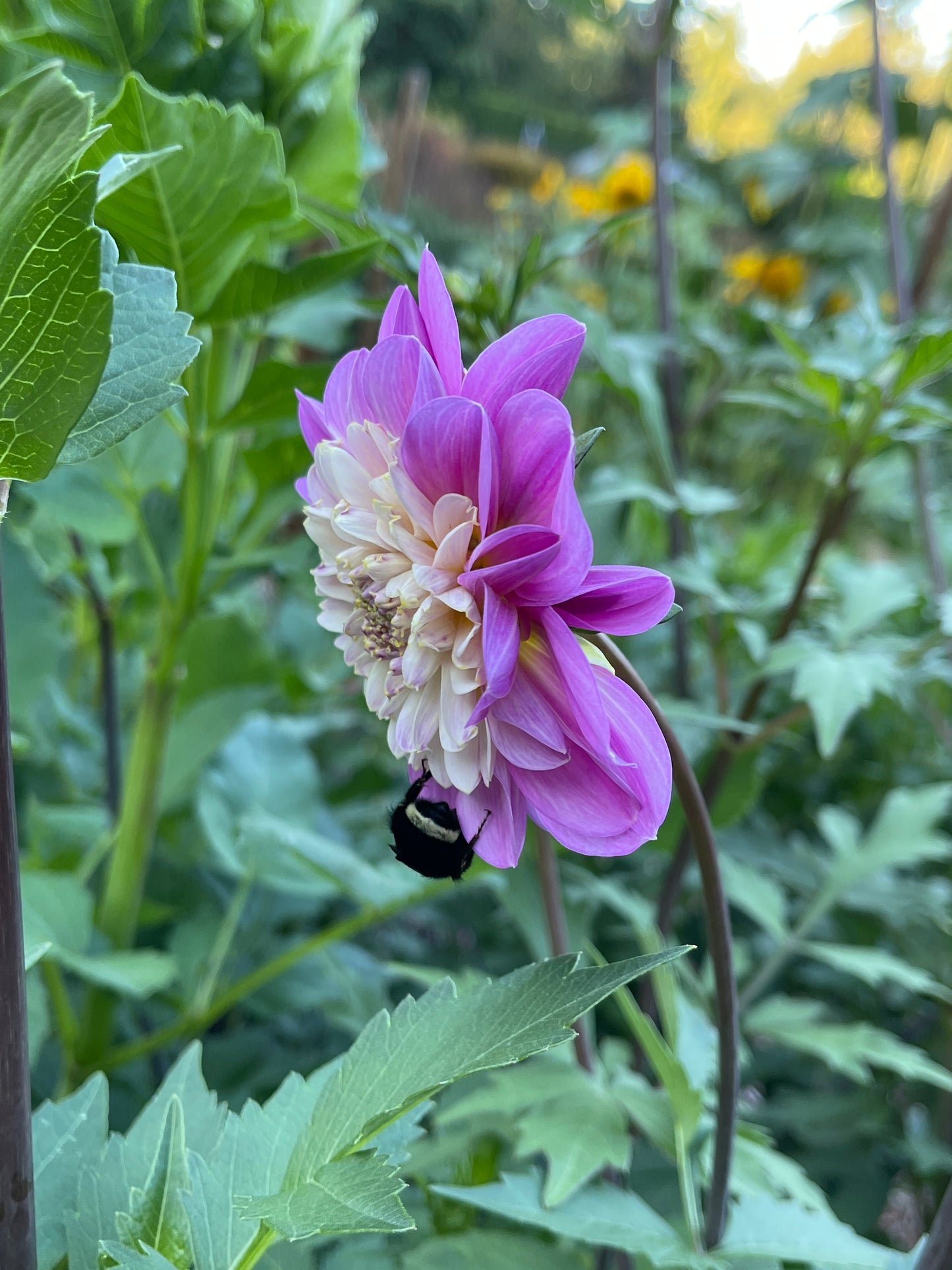 Dahlia Tuber:‎ Take Off