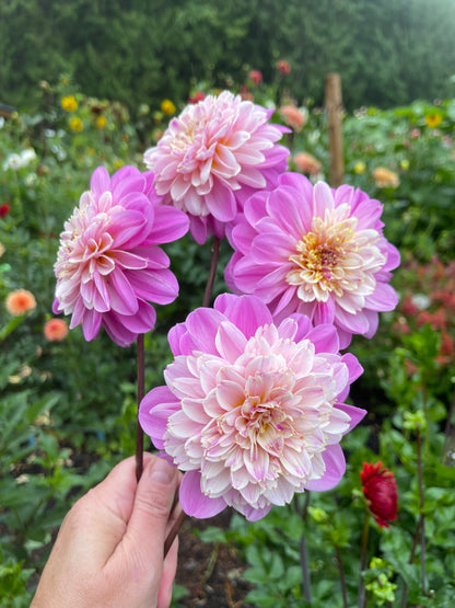 Dahlia Tuber:‎ Take Off