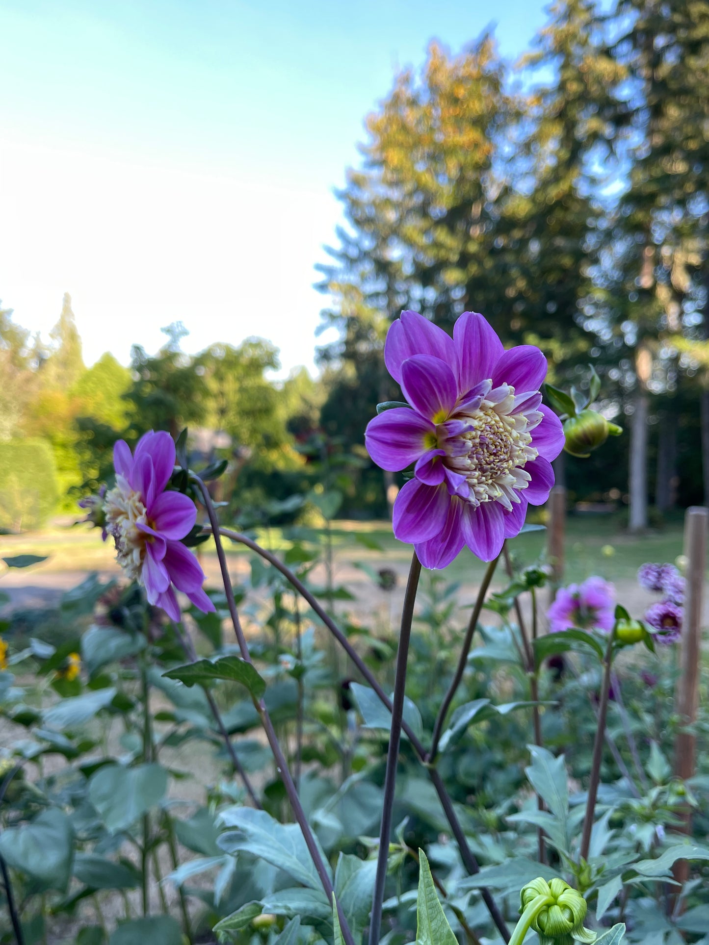 Dahlia Tuber:‎ Take Off