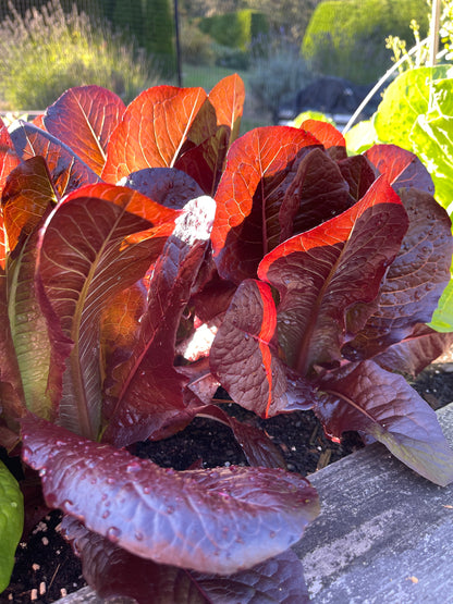 PREORDER:‎‎ Veg Plant:‎‎ Lettuce seedlings