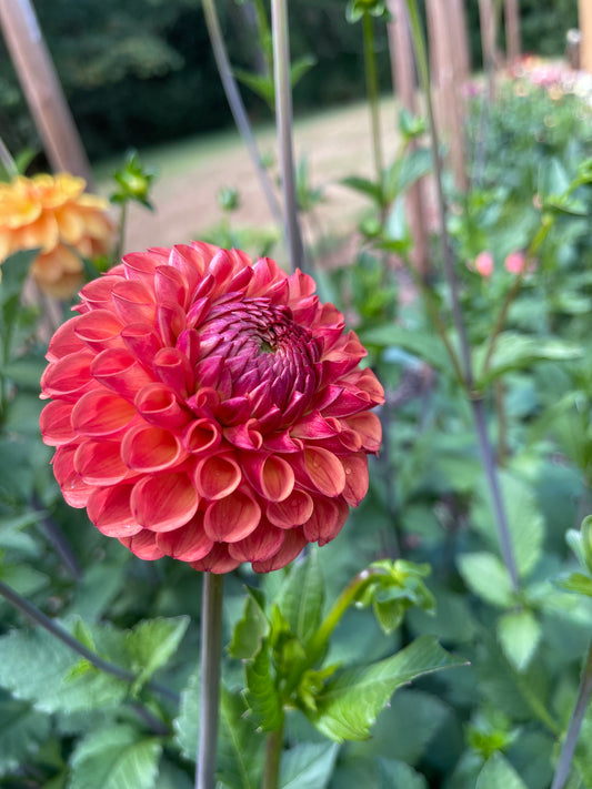 Dahlia Tuber:‎ Valley Tawny