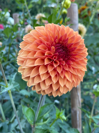 Dahlia Tuber:‎ Verrone's Sandra J