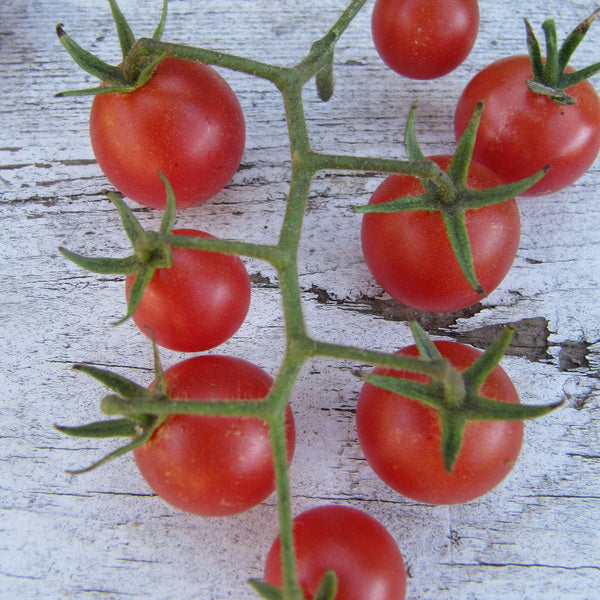 PREORDER:‎‎‎ Veg Plant:‎‎‎ Tomato - Cherry collection