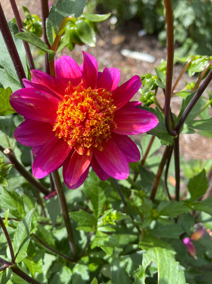 Dahlia Tuber:‎ Wannabee