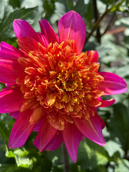 Dahlia Tuber:‎ Wannabee