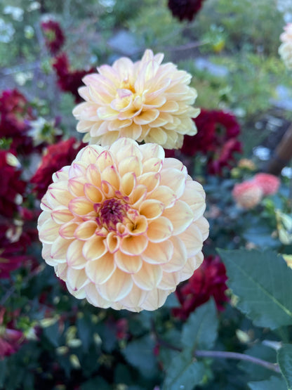 Dahlia Tuber:‎‎ Wine Eyed Jill Yellow