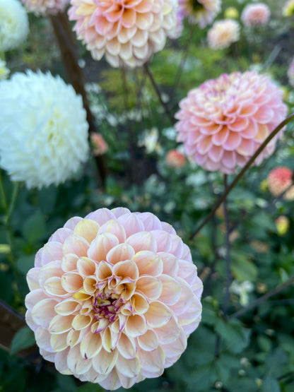 Dahlia Tuber:‎‎ Wine Eyed Jill Yellow