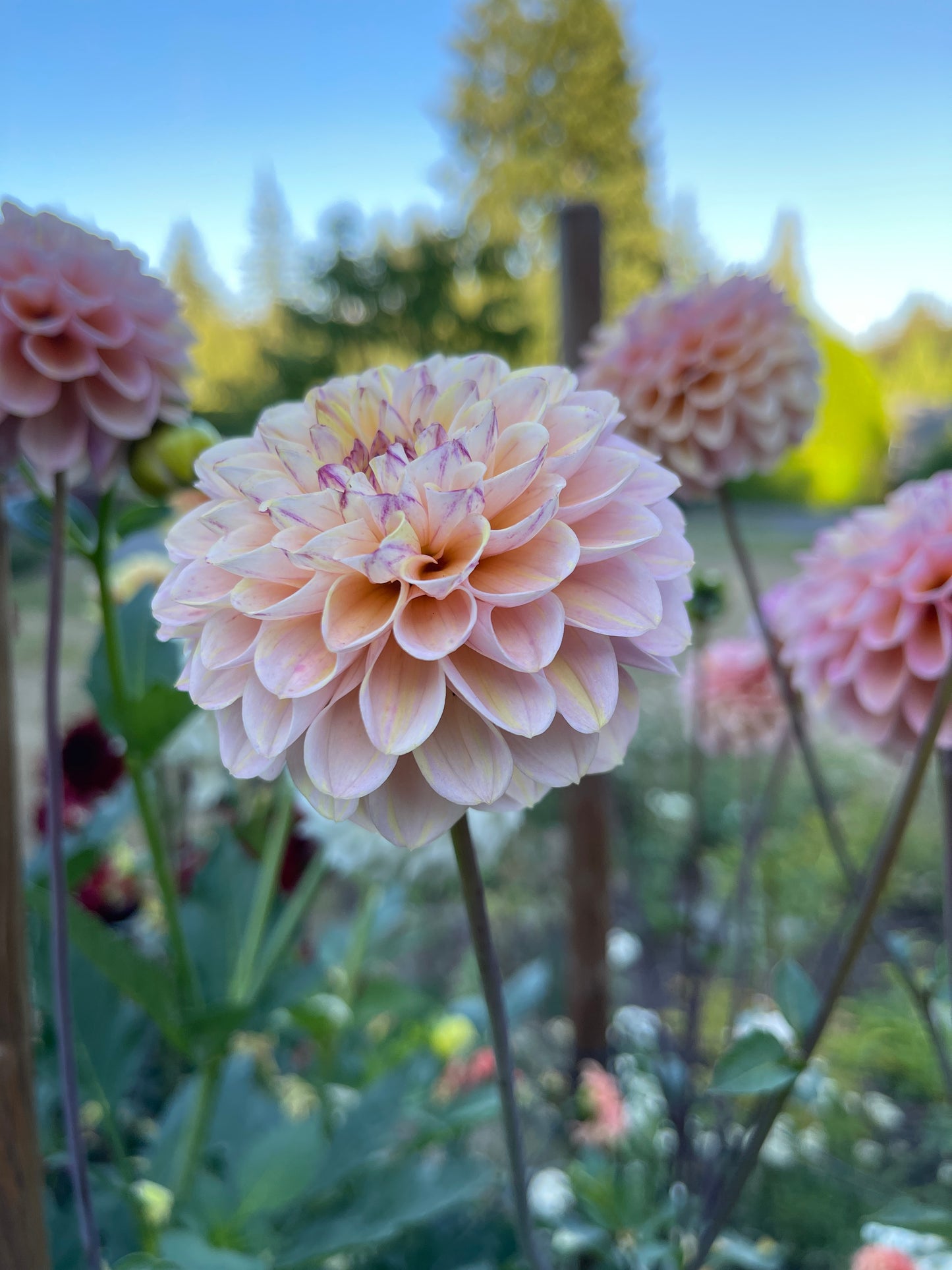 Dahlia Tuber:‎‎ Wine Eyed Jill Yellow