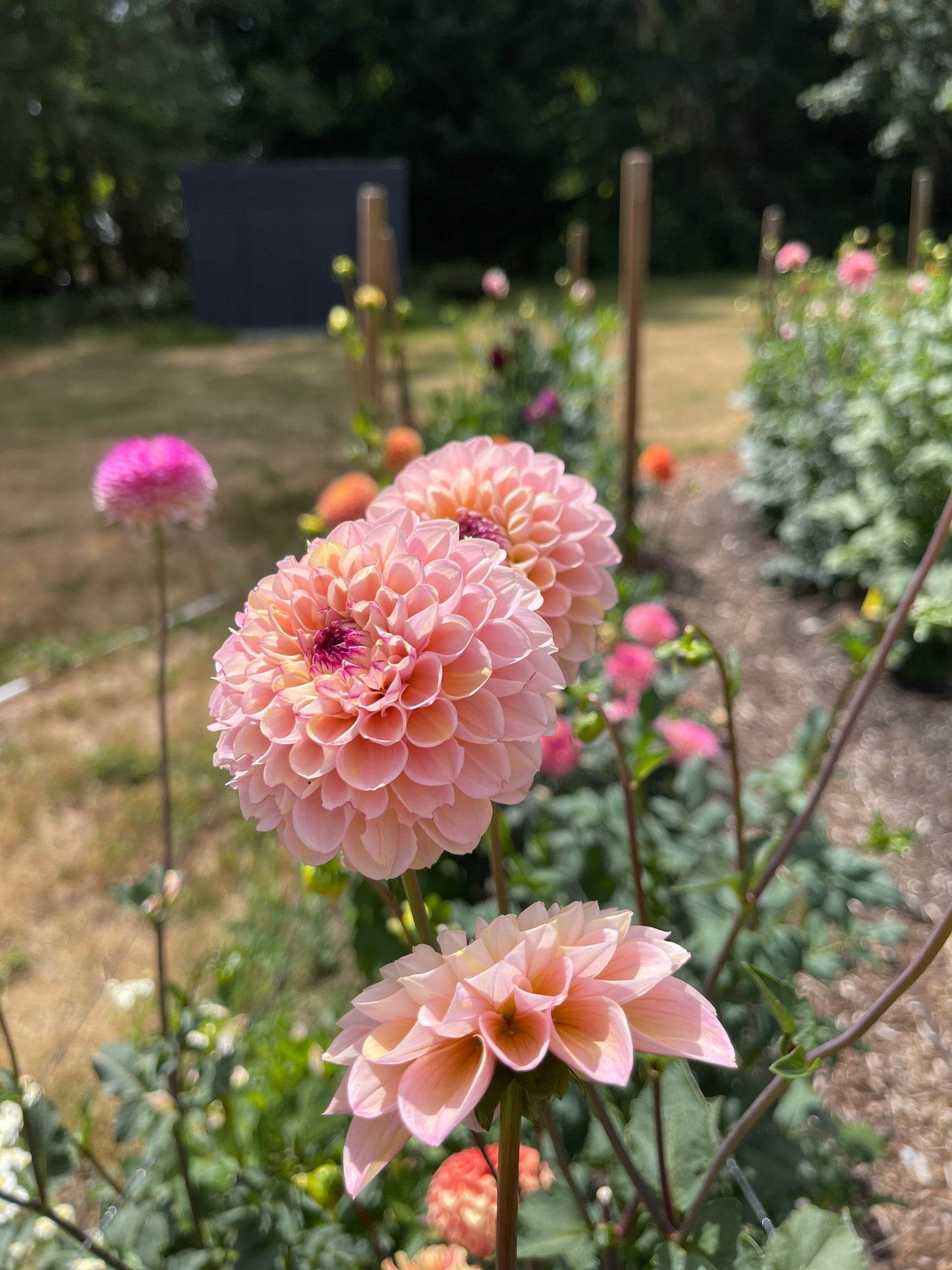 Dahlia Tuber:‎ Wine Eyed Jill