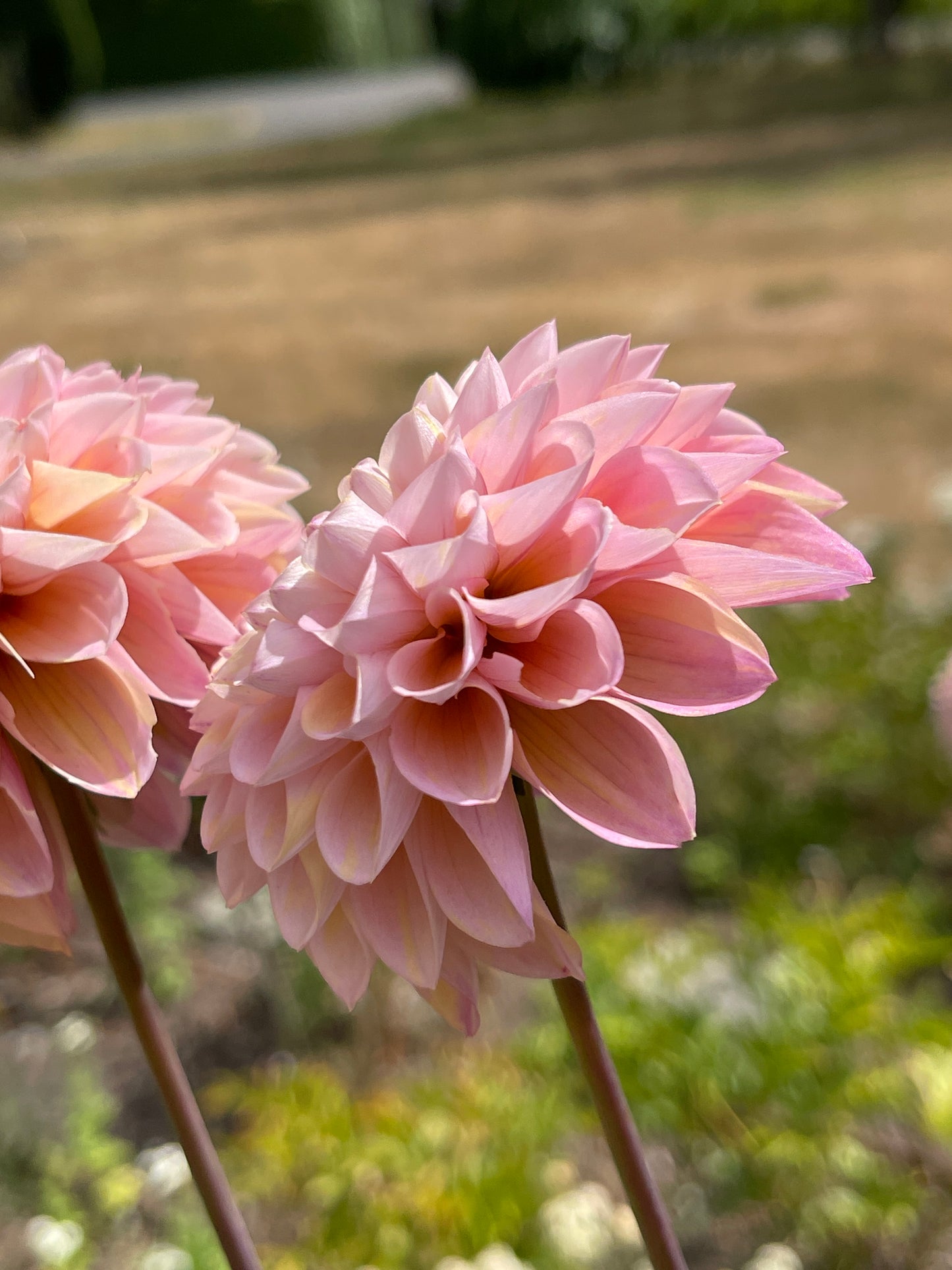 Dahlia Tuber:‎ Wine Eyed Jill