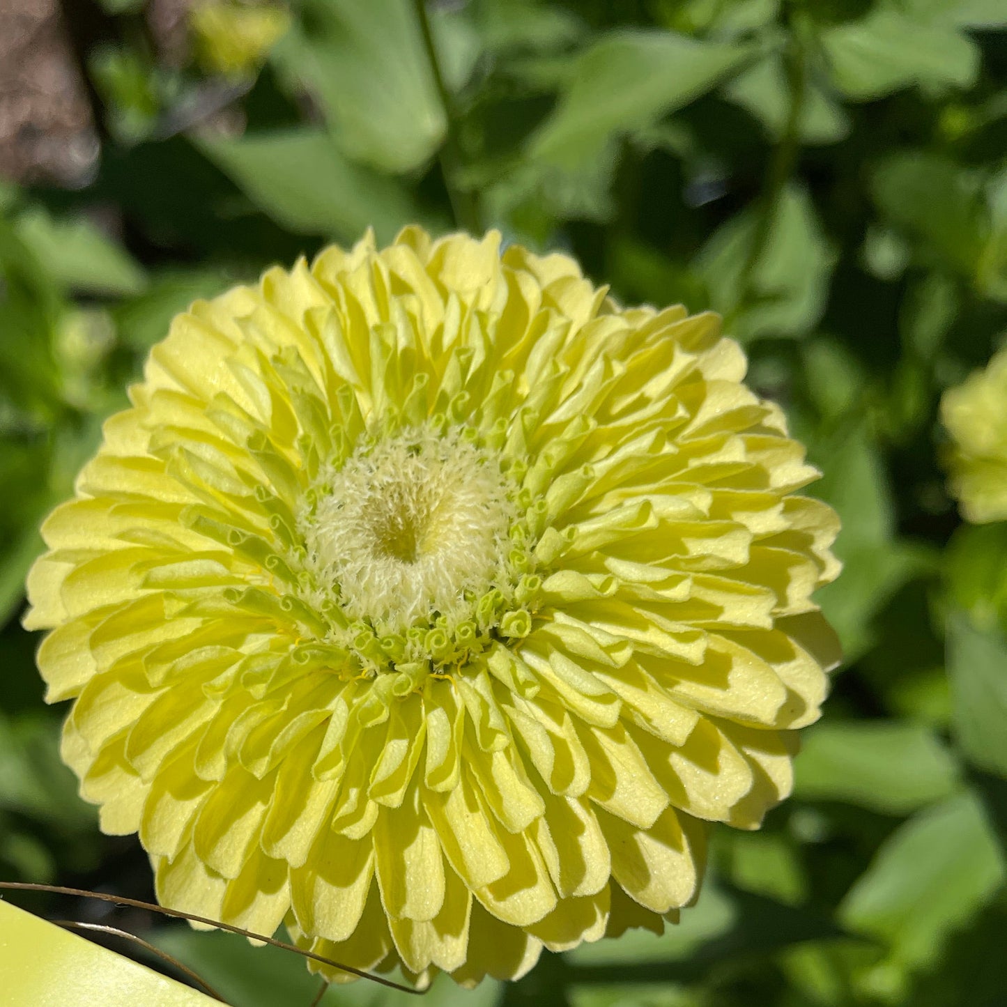 Seeds: Zinnia - Benary's Giant Lime