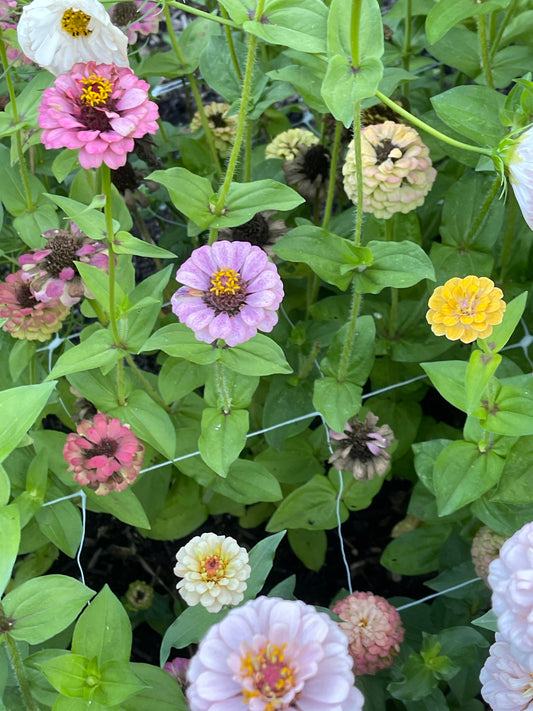 Seeds: Zinnia,‎ OP Parent: Victorian Wedding